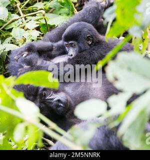 Gorilla di montagna (gorilla beringei beringei), giovane madre, Uganda Foto Stock