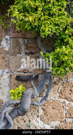 Gelsomino cinese (Trachelospermum jasminoides) su vecchio muro di tufo, Civita di Bagnoregio, Lazio, Italia Foto Stock