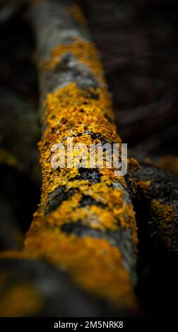Un primo piano verticale di lichene giallo che copre un ramo di albero Foto Stock