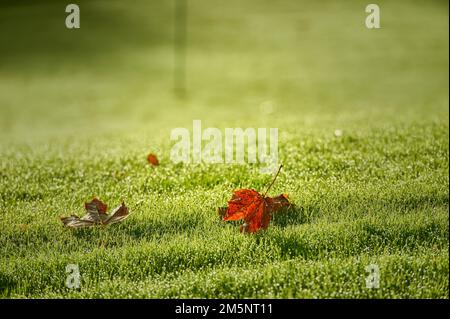 Foglie di castagno su prato coperto di rugiada, Wentorf, Schleswig-Holstein, Germania Foto Stock