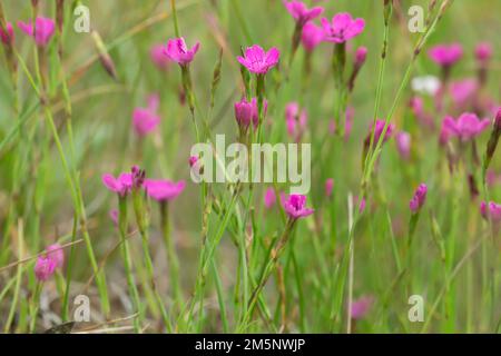 Rosa nubile, Dianthus deltoides fotografato con profondità di campo poco profonda Foto Stock