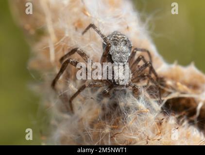 Ragno di granchio Philodromus margaritatus, foto macro Foto Stock