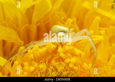 Ragno di granchio d'oro, Misumena vatia in attesa di preda in fiore dente di leone Foto Stock
