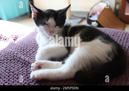 Tenero gattino bianco e nero steso sul divano e rilassante all'interno del Regno Unito Foto Stock