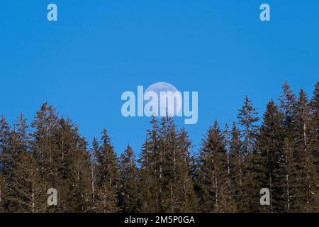 La luna sopra una foresta di pini in una bella giornata con cielo blu. Foto Stock