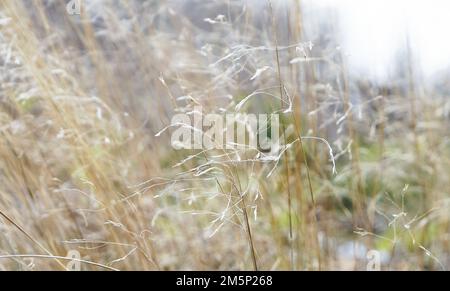 Gras, Gräser, Waldbodeen, Schnee, Teutoburger Wald, Eggegebirge Foto Stock