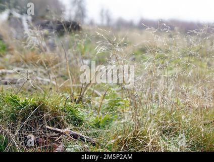 Gras, Gräser, Waldbodeen, Schnee, Teutoburger Wald, Eggegebirge Foto Stock