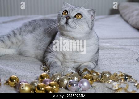 Gatto scozzese grigio con occhi gialli. Dormire su una coperta con decorazioni natalizie. Concetto per Capodanno, Natale, vacanze accoglienti a casa, vacanze Foto Stock