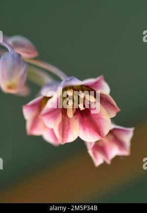 miele siciliano fiori d'aglio, Foto Stock