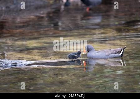 Una moorhen e pulcino Dusky per adulti mostra comportamenti nutritivi al santuario degli uccelli e della natura di Macintosh Park a Surfers Paradise, Queensland, Australia. Foto Stock