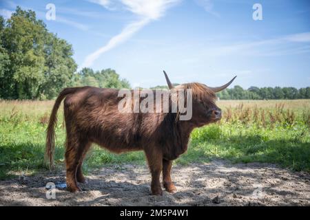 Un highlander scozzese marrone sulla brughiera di Drenthe (Paesi Bassi) Foto Stock