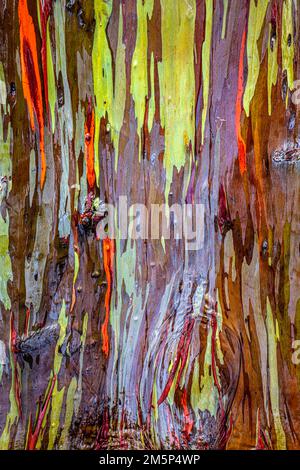 ARCOBALENO ALBERO DI EUCALIPTO KEAHUA ARBORETUM KAPAA KAUAI HAWAII USA Foto Stock