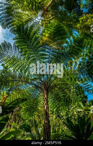 HAWAII TROPICALE BIORESERVE & GARDEN HILO HAWAII USA Foto Stock