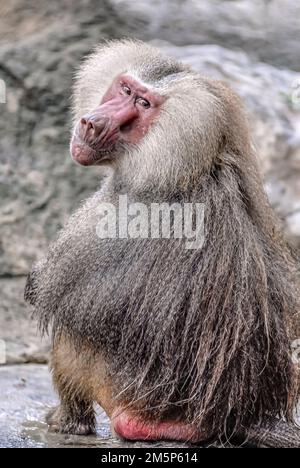 Primo piano di un Baboon dall'aspetto triste che guarda direttamente nella fotocamera Foto Stock