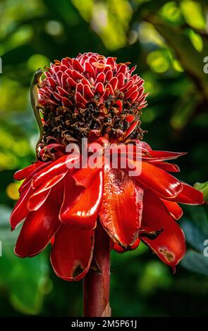 HAWAII TROPICALE BIORESERVE & GARDEN HILO HAWAII USA Foto Stock