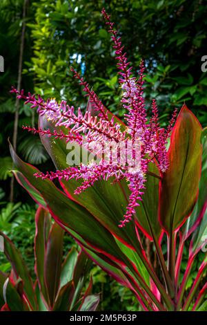 HAWAII TROPICALE BIORESERVE & GARDEN HILO HAWAII USA Foto Stock