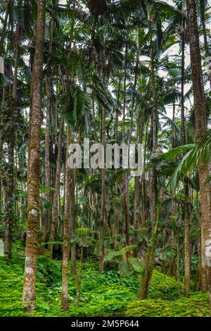 HAWAII TROPICALE BIORESERVE & GARDEN HILO HAWAII USA Foto Stock