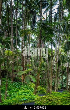 HAWAII TROPICALE BIORESERVE & GARDEN HILO HAWAII USA Foto Stock