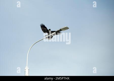 Corvi in pole. Corvo nero siede sul lampione. Uccello in volo. Ali nere. Foto Stock
