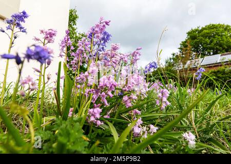 Bluebells, Hyacintoides, bluebells rosa, Regina dei rosa, Hyacintoides hispanica, Giacinti di legno, fiori, piante, flora, bubbell, blu rosa, Foto Stock