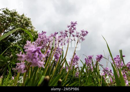 Bluebells, Hyacintoides, bluebells rosa, Regina dei rosa, Hyacintoides hispanica, Giacinti di legno, fiori, piante, flora, bubbell, blu rosa, Foto Stock