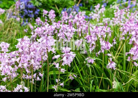 Bluebells, Hyacintoides, bluebells rosa, Regina dei rosa, Hyacintoides hispanica, Giacinti di legno, fiori, piante, flora, bubbell, blu rosa, Foto Stock