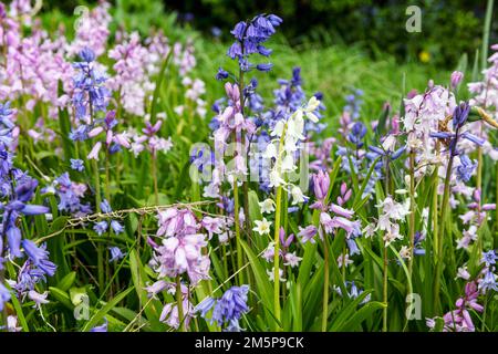 Bluebells, Hyacintoides, bluebells rosa, Regina dei rosa, Hyacintoides hispanica, Giacinti di legno, fiori, piante, flora, bubbell, bluebell bianco, Foto Stock