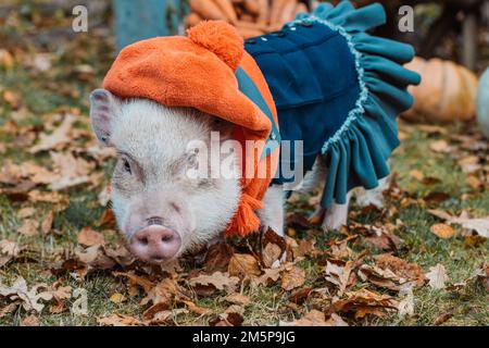 un mini maiale bianco siede in un cestino di vimini. Foto autunnale Foto Stock