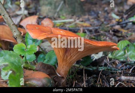 Primo piano di un tappo a imbuto Tawny, un fungo arancione-marrone a forma di imbuto Foto Stock