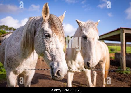 Due cavalli lusitano, in piedi insieme sul paddock, riposando e godendo la vita. Foto Stock