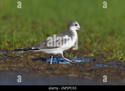 Il Gabbiano di Sabine - Xema sabini Foto Stock