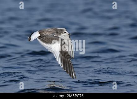Il Gabbiano di Sabine - Xema sabini Foto Stock