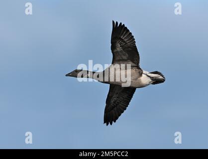 Brent Goose - Branta bernicla, dalle decorazioni scure Foto Stock