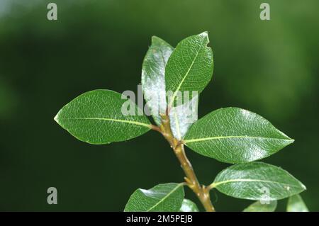 Salice lievitato - Salix phylicifolia Foto Stock