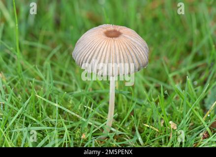 Plissettato Inkcap - Parasola plicatilis Foto Stock