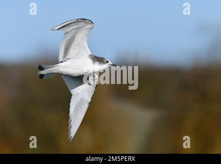 Il Gabbiano di Sabine - Xema sabini Foto Stock