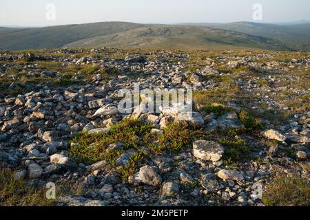 Un colpo grandangolare di Rock ptarmigan camminando e mangiando nel suo habitat durante una mattinata d'estate nel Parco Nazionale di Urho Kekkonen, Finlandia settentrionale Foto Stock