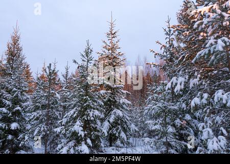 Gestito giovane foresta mista con pino scozzese e Norvegia Spruce in una serata invernale in Estonia, Nord Europa Foto Stock