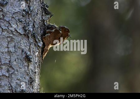 Un legno che decadono funghi Phellinus chrysoloma crescere su un grande tronco di Spruce in un habitat Keystone in Estonia, Nord Europa Foto Stock