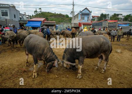 Bac ha, Vietnam - 18 dicembre 2022: Uomini che vendono bufalo al mercato di Bac ha in Vietnam. Foto Stock