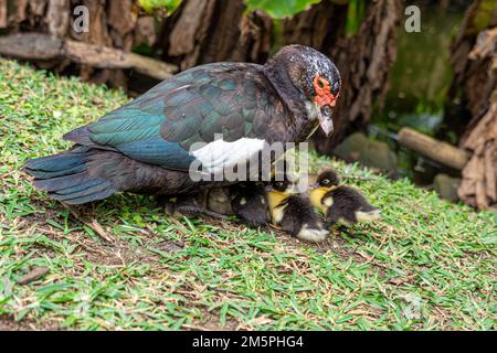 Muscovy Duck, Cairina moschata, con giovani anatroccoli Foto Stock