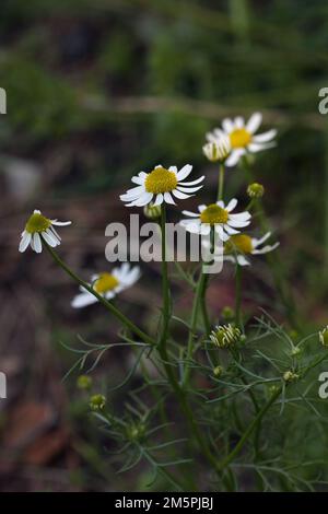 Primo piano di fiore bianco-giallo Chamomile - Matricaria chamomilla coltivazione in un giardino, Lituania Foto Stock