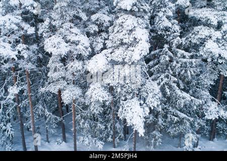 Un colpo ad angolo alto di un Pino boschetto in una giornata invernale innevata nella rurale Estonia, Nord Europa Foto Stock