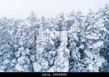 Un drone di una foresta di pini di conifere in una giornata invernale innevata in Estonia, Nord Europa Foto Stock