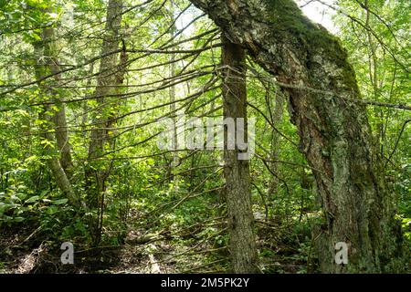 Lussureggiante foresta paludosa in una giornata estiva nel sud dell'Estonia, in Europa Foto Stock