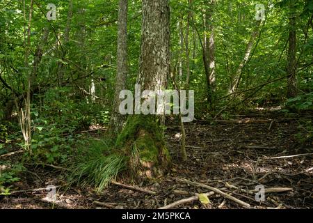 Lussureggiante foresta paludosa in una giornata estiva nel sud dell'Estonia, in Europa Foto Stock