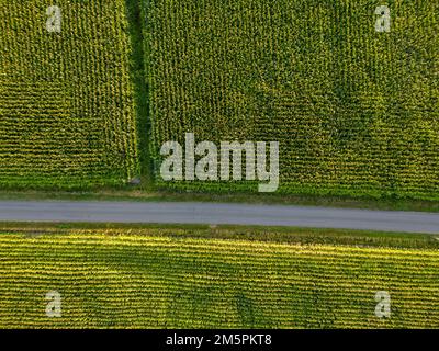 Vista panoramica dall'alto parti di diversi campi agricoli. Campo di mais giallo-verde e campi con altre piante agricole verdi. Strada sterrata tra i campi. Foto di alta qualità Foto Stock