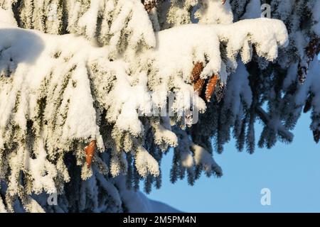 Coni di abete rosso appesi su un ramo nevoso e gelido in una fredda giornata invernale in Estonia, Nord Europa Foto Stock