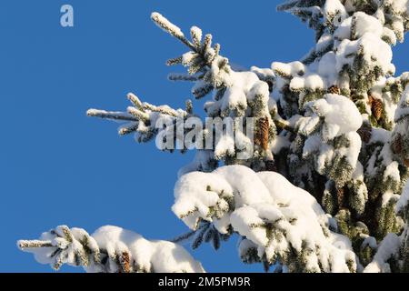 Coni di abete rosso appesi su un ramo nevoso e gelido in una fredda giornata invernale in Estonia, Nord Europa Foto Stock