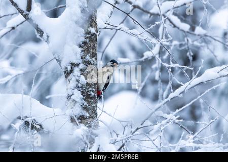 Grande picchio macchiato alla ricerca di cibo da una foresta boreale viticola in Estonia, Nord Europa Foto Stock